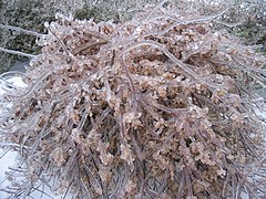 ice encased bush