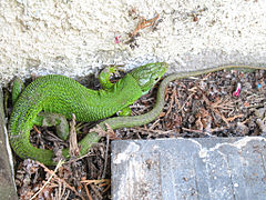 Lézard vert