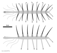 Hallucigenia sparsa was a member of group lobopodian, that is considered to related to modern velvet worms.