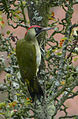 Picus viridis Femmina di Picchio verde