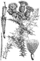 Cirsium palustre Močvirski osat plate 427 in: Martin Cilenšek: Naše škodljive rastline Celovec (1892)