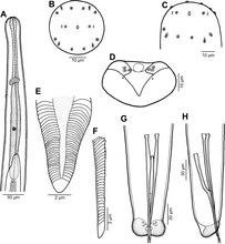 Tekeningen van een mannelijke Philometra-rondworm - E en F zijn het gubernaculum.