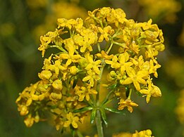 vera galio (Galium verum)