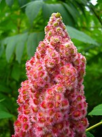 Drupes sumac staghorn ing Coudersport, Pennsylvania