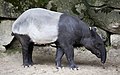 Deutsch: Tapire English: tapirs Tapiridae (cat.)
