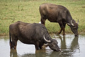 Búfalo-asiático em Sri Lanka