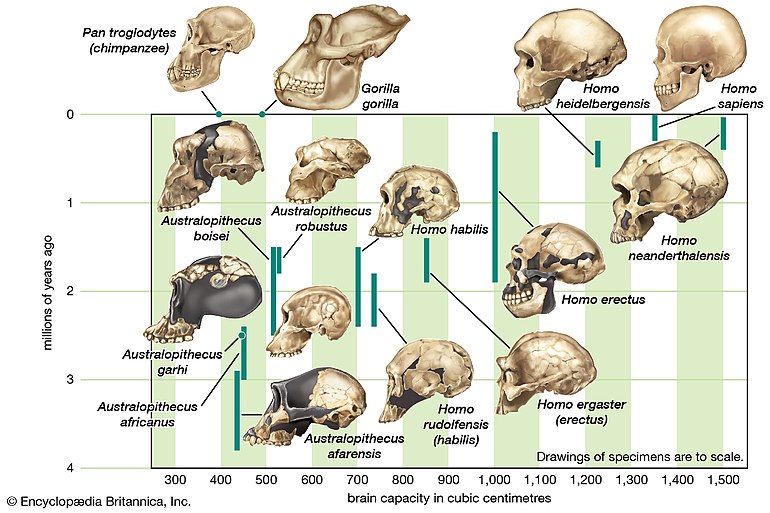 Capacidade craniana dos hominínios