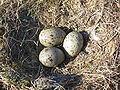 Nest mit braun marmorierten Vogeleiern