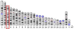 Chromosome 3 humain