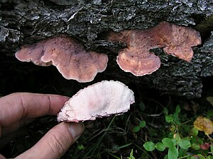 Lillatümak (Leptoporus mollis)