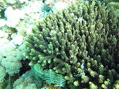 Acropora cerealis