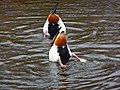 Adults upending, note underside and feet colors