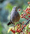 Image 64Gray catbird in Central Park