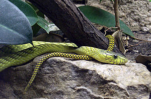 Green Mamba (Dendroaspis viridis)