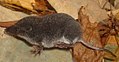 Deutsch: Spitzmäuse English: shrews Soricidae (cat.)