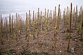 Échalas simples du vignoble de Seyssuel.