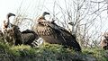 Himalayan griffon vulture