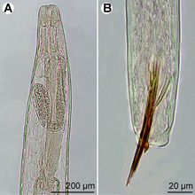 Philometra protonibeae, links vrouwtje, rechts mannetje met spiculum