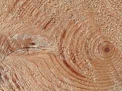 Picea abies trunk cross section close-up