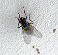 defecating fly