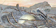 Hnízdo na hliněné zemi z klacíků a uprostřed vejce