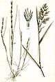 F. lachenalii Spenn. F. procumbens Kunth.