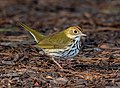 Image 13Ovenbird in Prospect Park