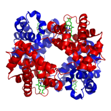 הדמיה של המבנה המולקולרי של ההמוגלובין. באדום ובכחול רואים את תתי היחידות החלבוניות, בירוק בהיר רואים את מולקולת ההם.