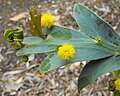 Fylodia Acacia glaucoptera