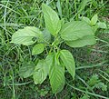 Leaf shape and texture