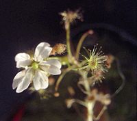 Drosera banksii