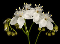 Drosera pallida