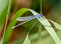 Image 42Familiar bluet in the Jamaica Bay Wildlife Refuge