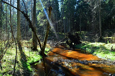 Sengirės plotas prie Bezdonės upelio (Vilniaus raj.)