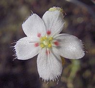 Drosera eneabba