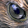 Ptice imaju najrazvijeniji vid. Oko sokola simbol je oštrog vida.