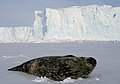 Image 63Weddell seals (Leptonychotes weddellii) are the most southerly of Antarctic mammals. (from Southern Ocean)