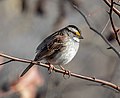 Image 12White-throated sparrow in Prospect Park