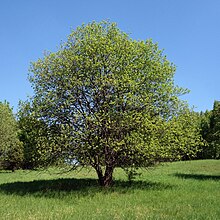 (ms) Salix caprea 15.jpg