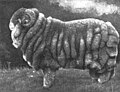 Champion Merino ram, 1905 Sydney Sheep Show