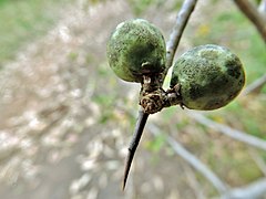 Fruits de Commiphora africana.