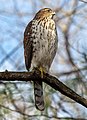 Image 11Immature cooper's hawk in Prospect Park