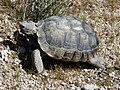 Tortuga del desert (Califòrnia), Gopherus agassizii