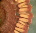 Cross-section of liquid-preserved strobilus of Equisetum, showing sporangiophores bearing sporangia