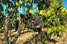 Photographie montrant une vigne effeuillée ; les feuilles enlevées sont celles qui n'ont plus de rôle photosynthétique.