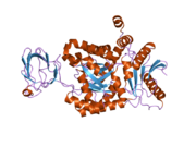1zjh: Structure of human muscle pyruvate kinase (PKM2)