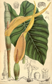 Planche botanique du taro (Colocasia esculenta), cultivé par les Waraos.