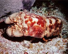 西班牙擬蟬蝦（英语：Scyllarides aequinoctialis）