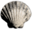 Abbozzo molluschi