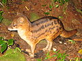 Deutsch: Madagassische Raubtiere Eupleridae (cat.)